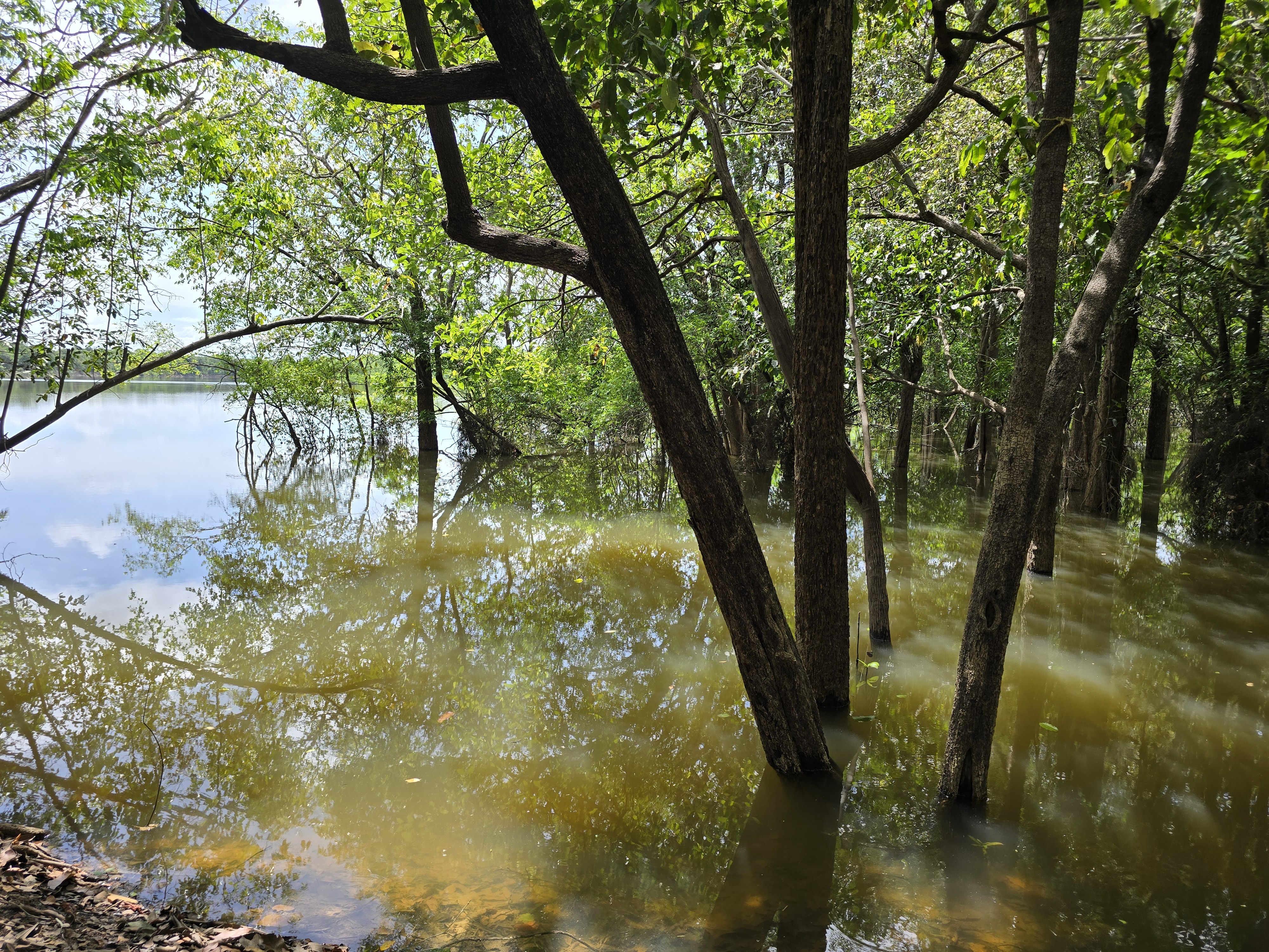Flooded forest — Llanos Orientales