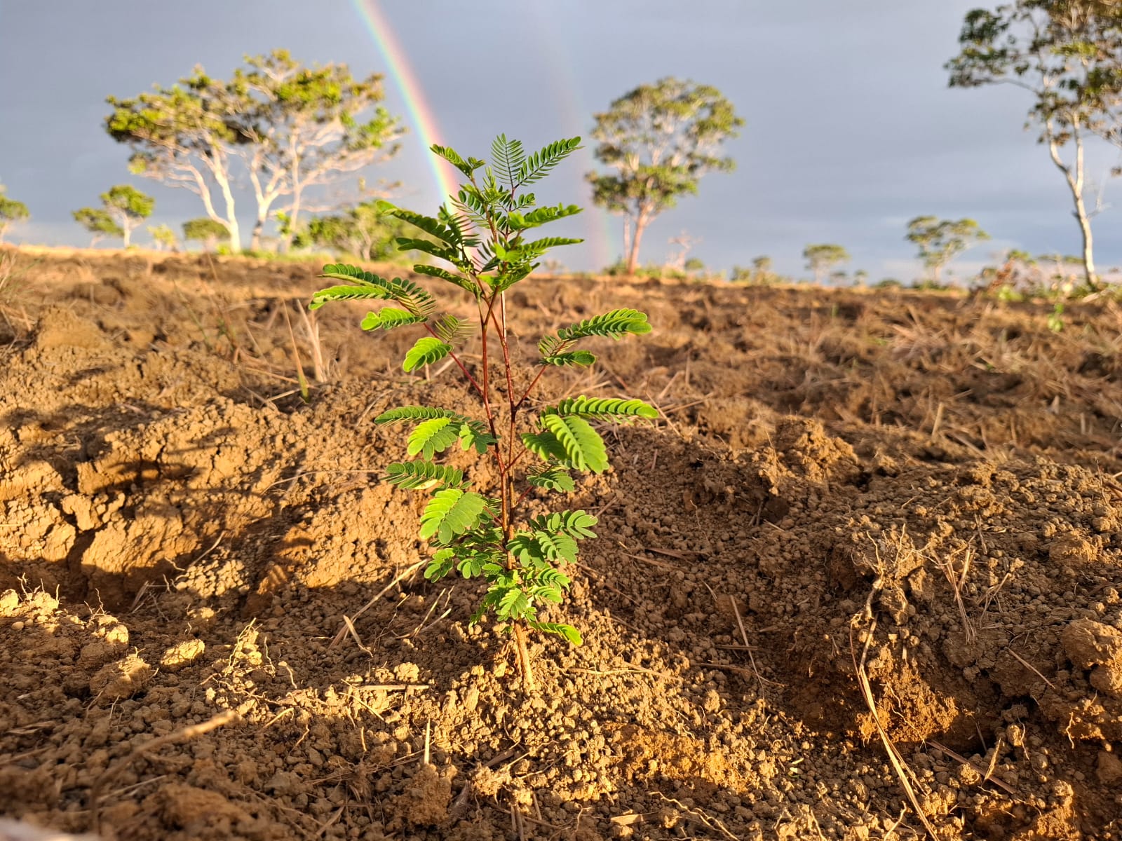 Terra Forest — Llanos Orientales, Colombia
