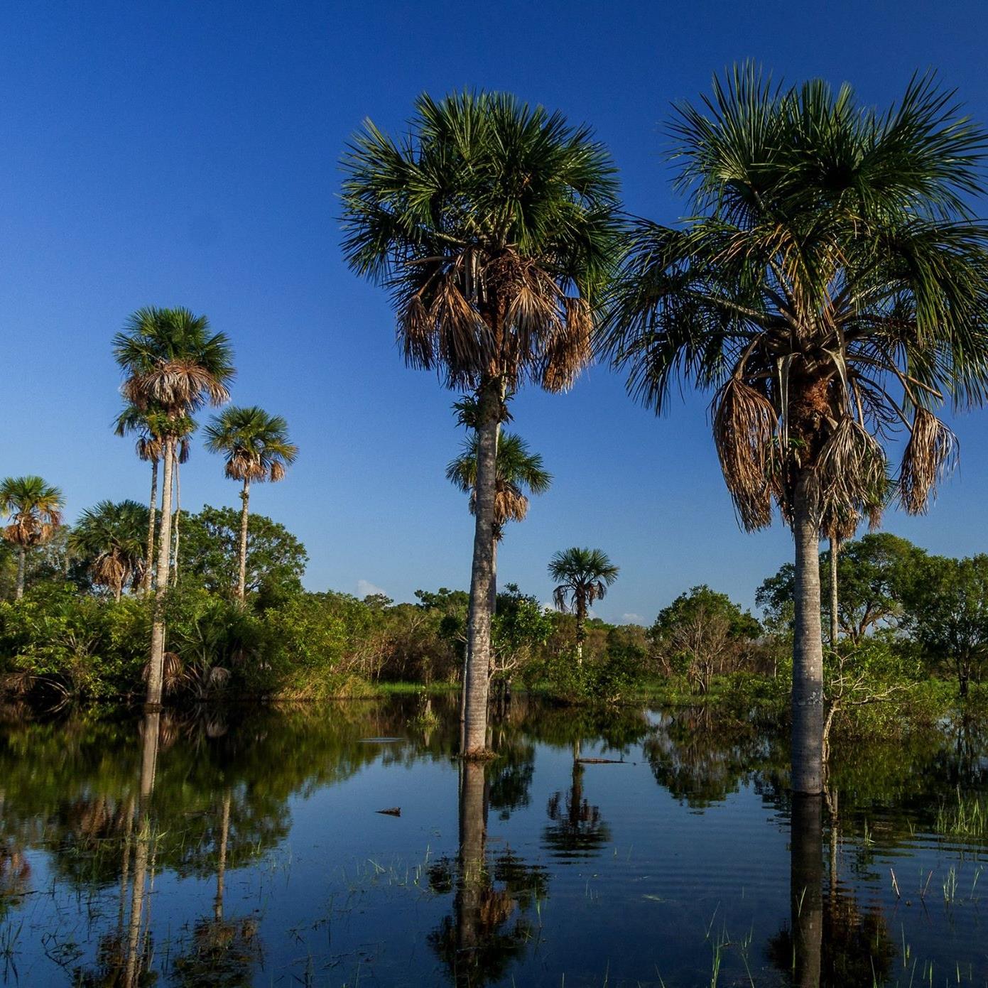 Palmas nativas — Llanos Orientales, Colombia