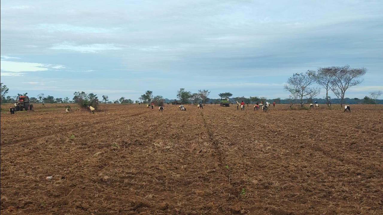 Plantación nativa — La Catorce, Llanos Orientales