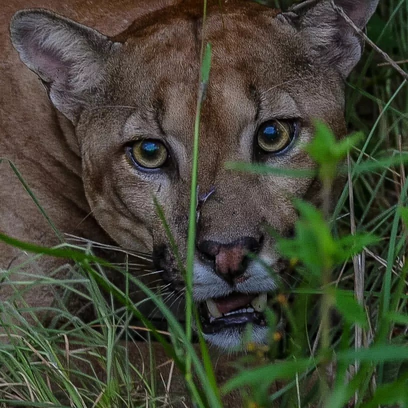 Puma — Matarredonda, Llanos Orientales