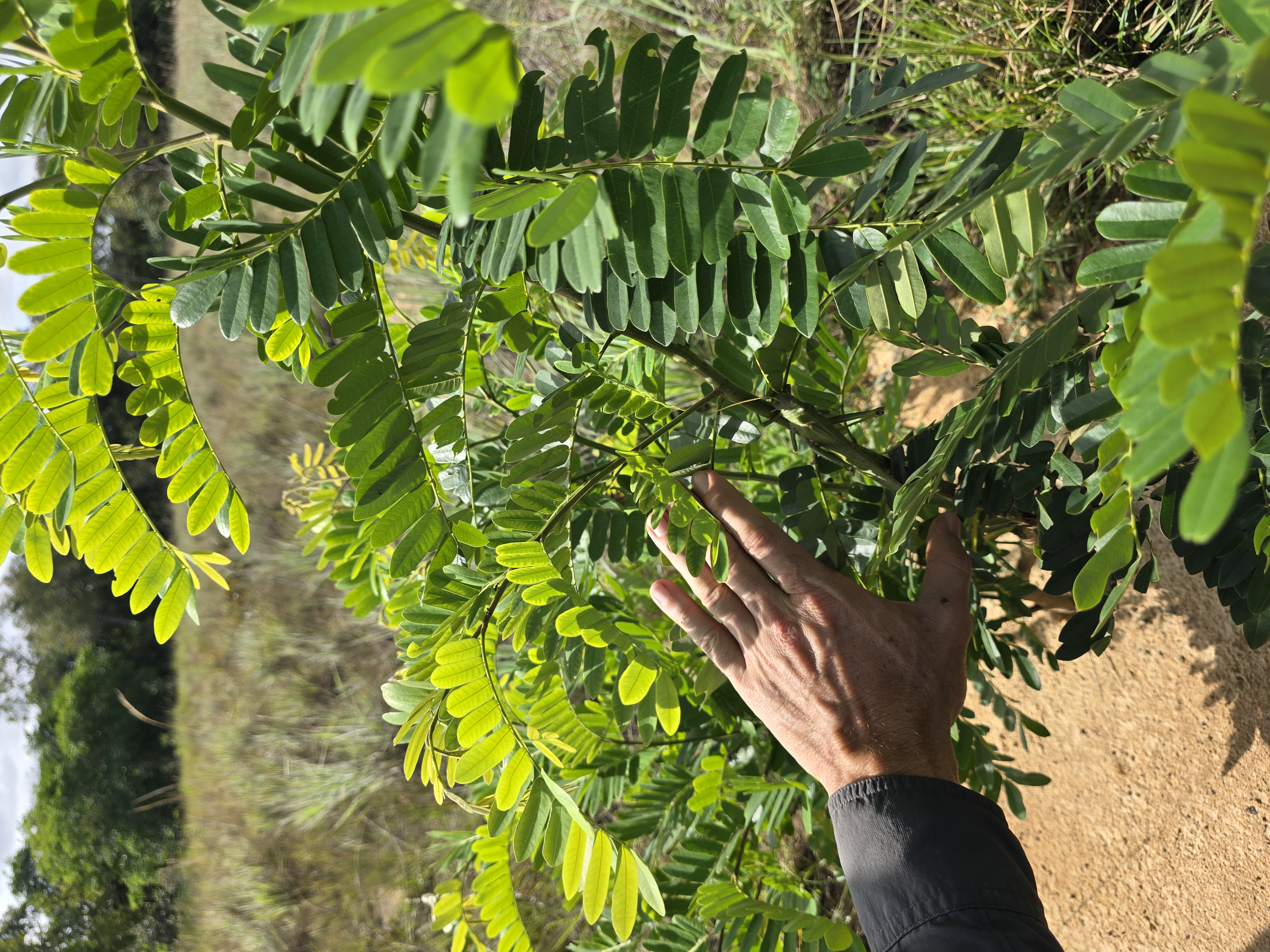 Vivero — La Catorce, Llanos Orientales